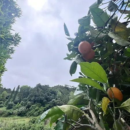 Charming Portuguese With Forested Hill Views ヴィラ *