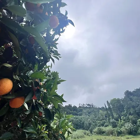 ヴィラ Charming Portuguese With Forested Hill Views Vimeiro (Leiria)
