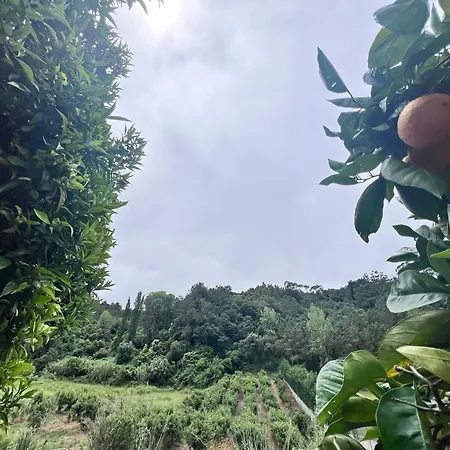 ヴィラ Charming Portuguese With Forested Hill Views
